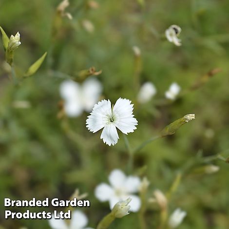 Dianthus deltoides 'Albus'