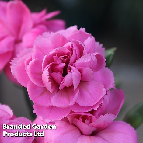 Dianthus 'Devon Wizard'