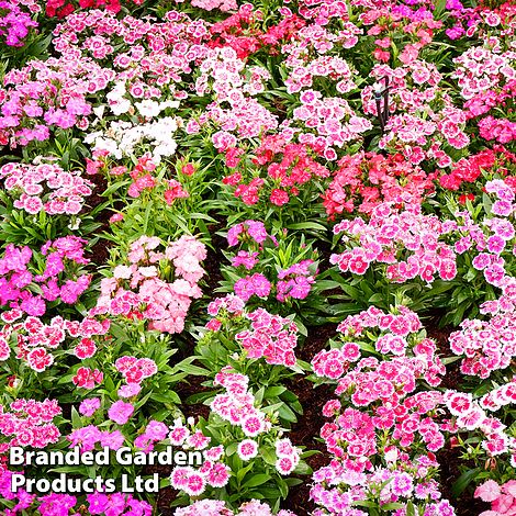 Dianthus deltoides 'Maiden Pink'