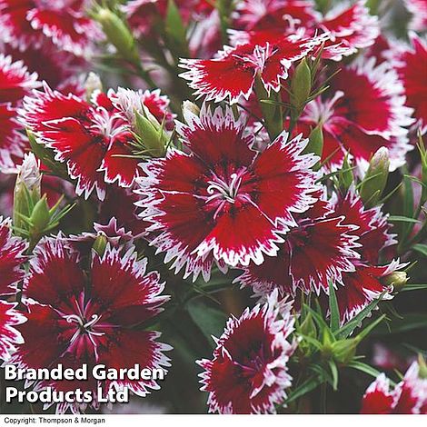 Dianthus Summer Diamond 'Ruby Picotee'