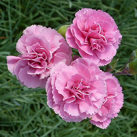 Dianthus 'Vlada Wyatt'