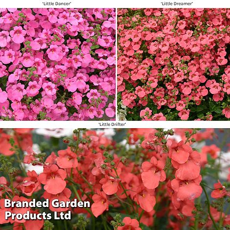 Diascia Little Series