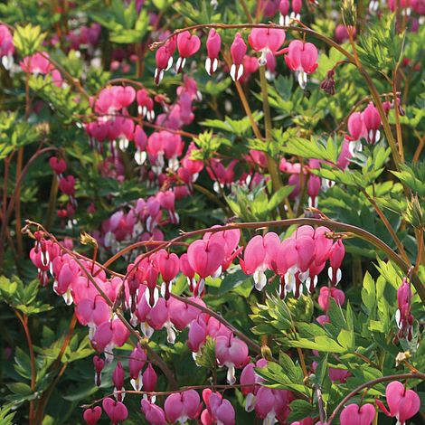 Dicentra spectablis