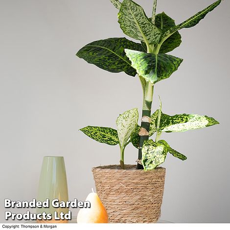 Dieffenbachia 'Reflector' (House Plant)