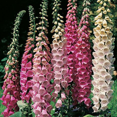 Foxglove 'Excelsior Hybrid Mixed'