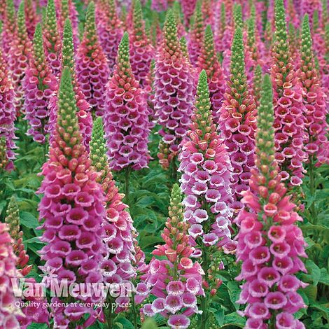 Foxglove 'Candy Mountain'