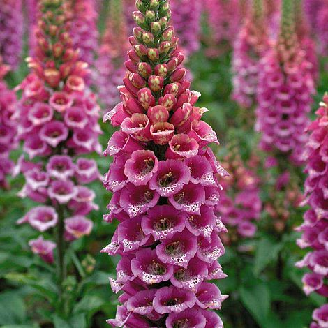 Foxglove 'Candy Mountain'