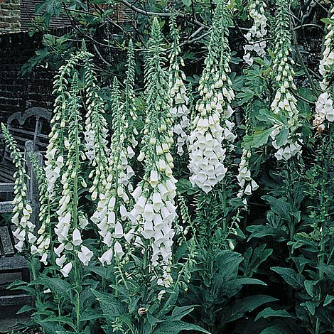 Foxglove 'Alba'