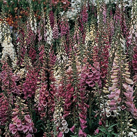 Foxglove 'Foxy'