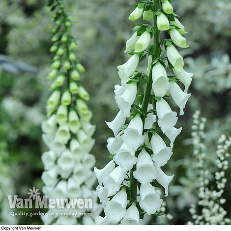 Foxglove 'Alba'