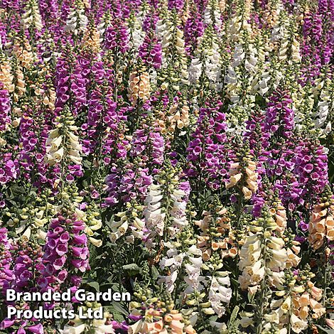 Bee Friendly Perennial Mix