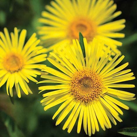 Doronicum caucasicum 'Little Leo'