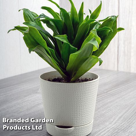 Dracaena fragrans 'Compacta' (House Plant)