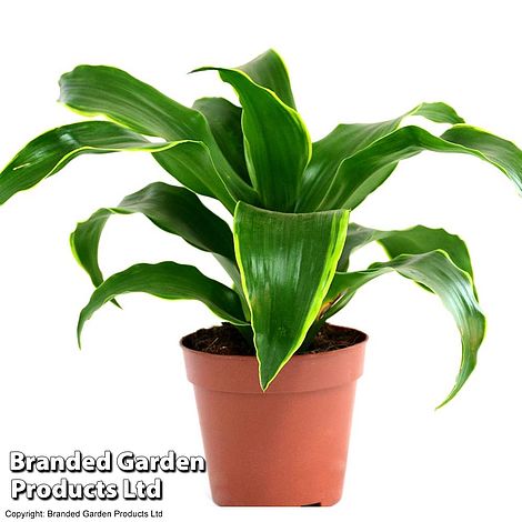 Dracaena fragrans 'Tornado' (House Plant)