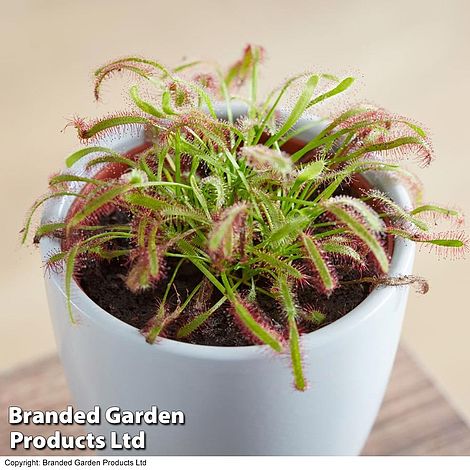 Drosera capensis