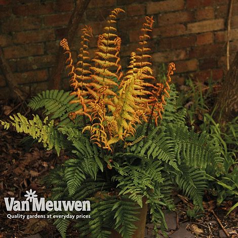 Dryopteris 'Jurassic Gold'