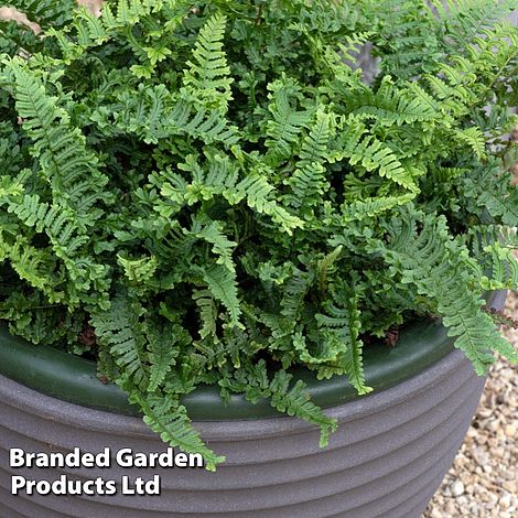 Dryopteris affinis 'Cristata'