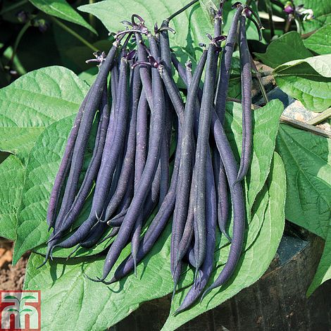 Dwarf Bean 'Mistic' (French Bean)