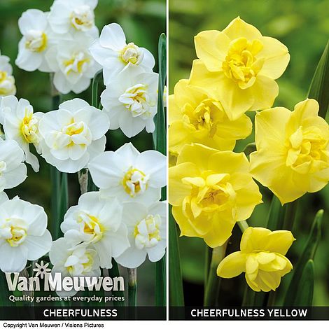 Daffodil Cheerfulness Duo Van Meuwen