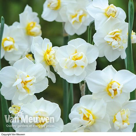 Daffodil 'Cheerfulness'