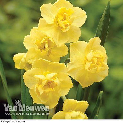 Daffodil 'Cheerfulness Yellow'