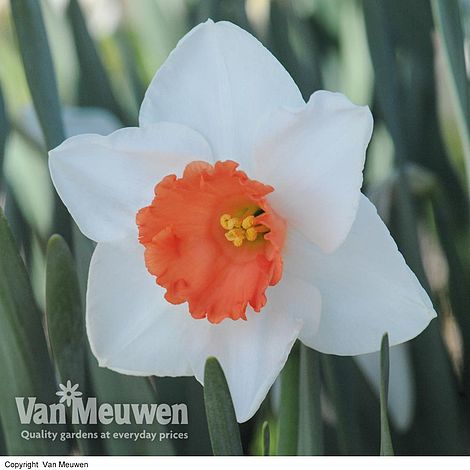 Daffodil 'Decoy Red'
