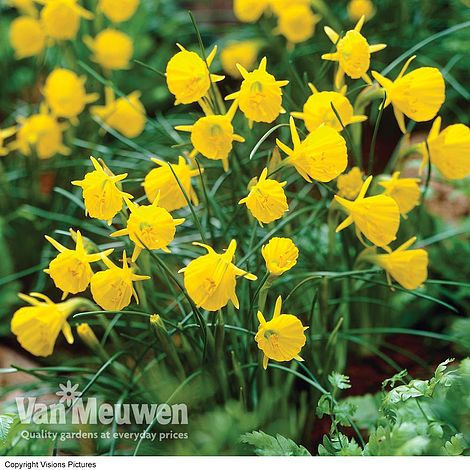 Daffodil 'Golden Bells'