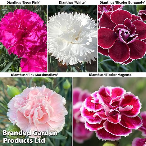 Dianthus 'Scented Pleasures Collection'