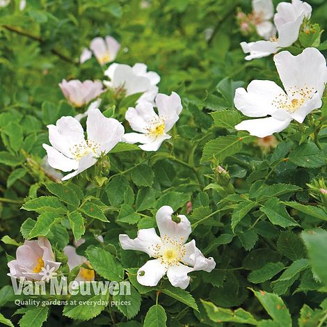 Dog Rose Hedging