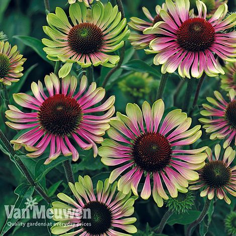 Echinacea 'Green Twister'