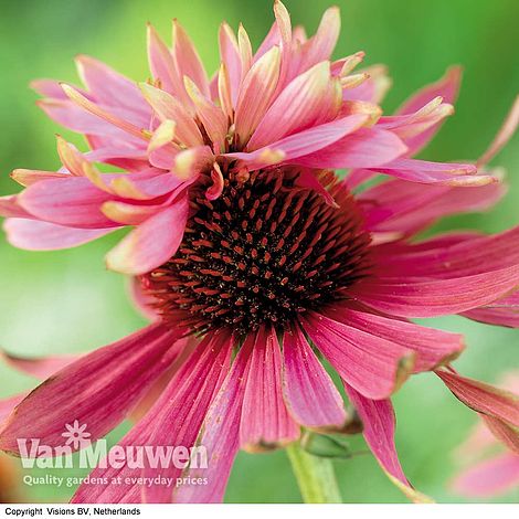 Echinacea purpurea 'Double Decker'