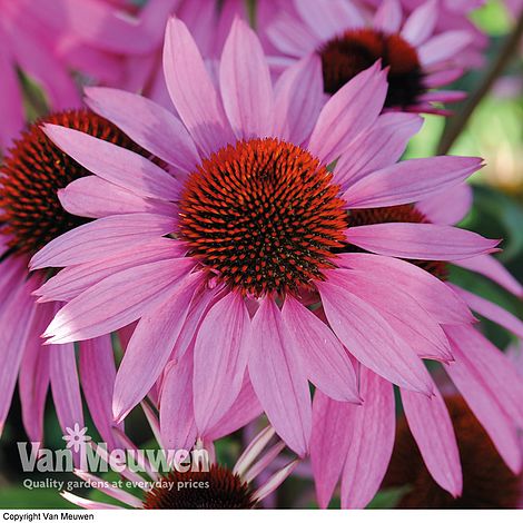 Echinacea 'Nectar Pink'