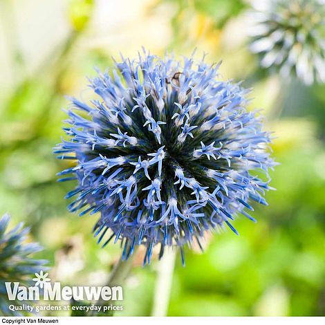 Echinops ritro