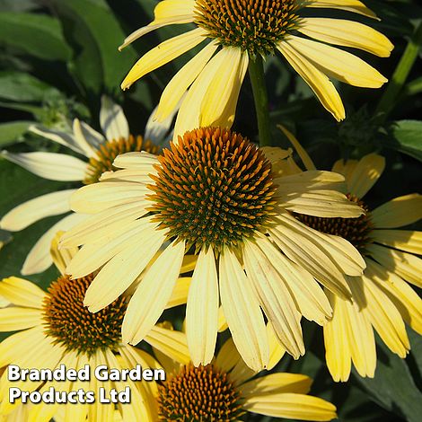 Echinacea purpurea 'Cleopatra'