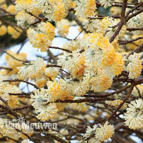 Edgeworthia chrysantha