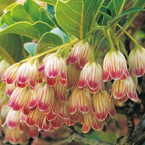 Enkianthus campanulatus