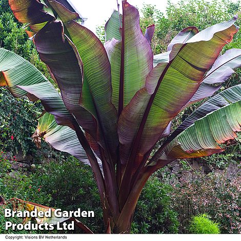 Ensete 'Ethiopian Black Banana'