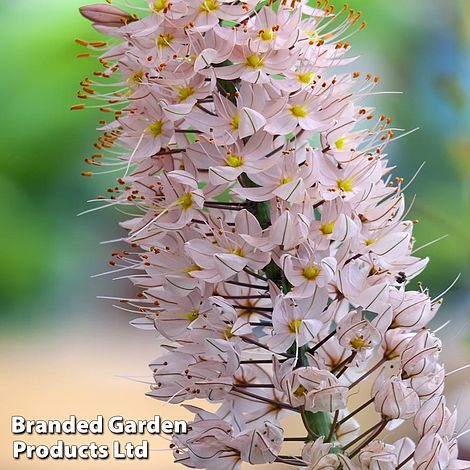 Eremurus 'Foxtrot'