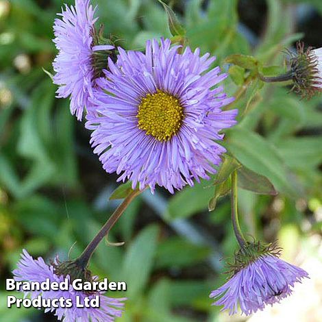 Erigeron speciosus Azure Fairy