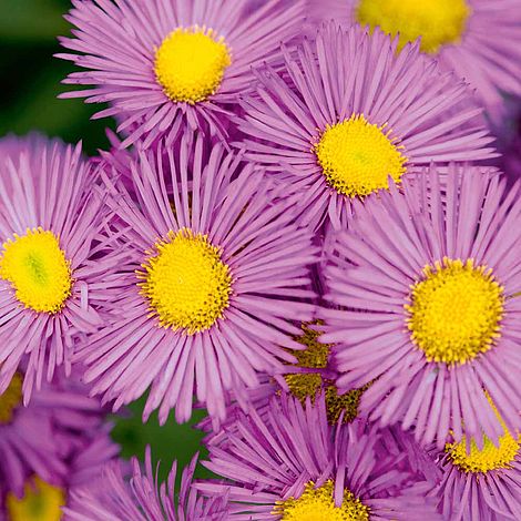 Erigeron seciosus 'Pink Jewel'