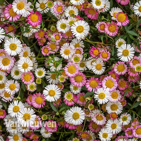 Erigeron 'Stallone'