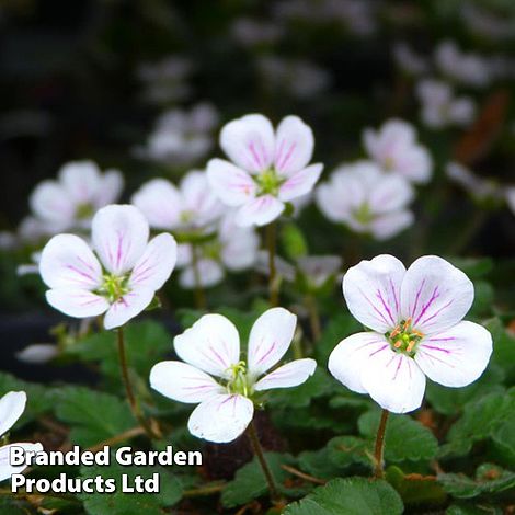 Erodium reichardii 'White'