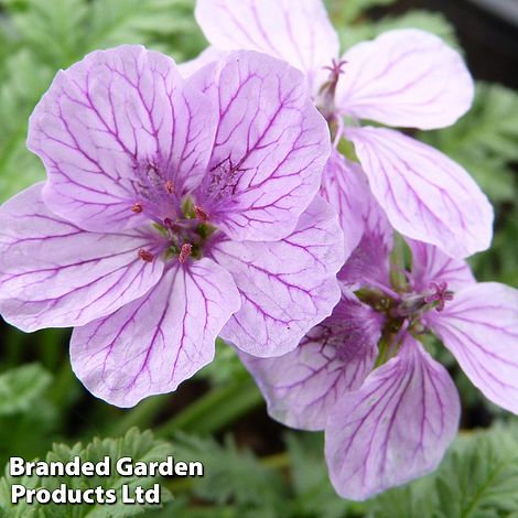 Erodium Spanish Eyes