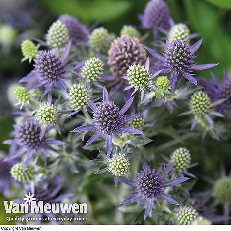 Eryngium planum 'Blue Hobbit'