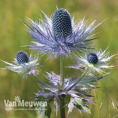 Eryngium alpinum