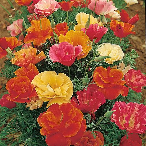 Californian Poppy 'Monarch Mixed'