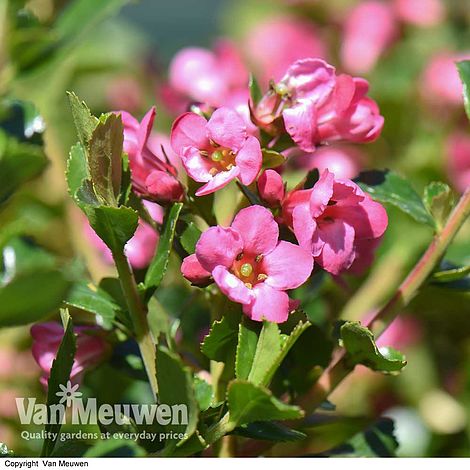 Escallonia 'Apple Blossom'