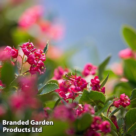 Escallonia 'Donard Seedling'