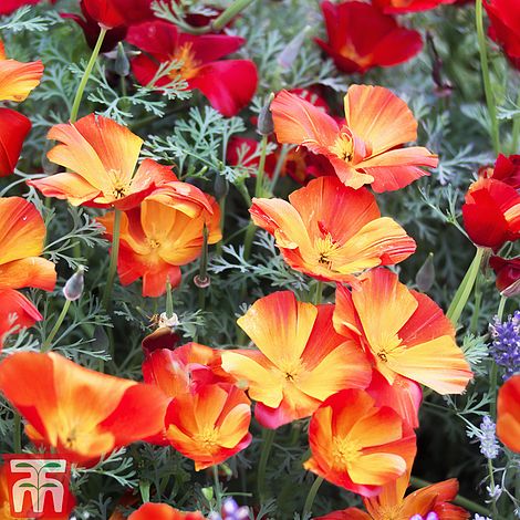 Eschscholzia 'Californica Apricot Flambeau'