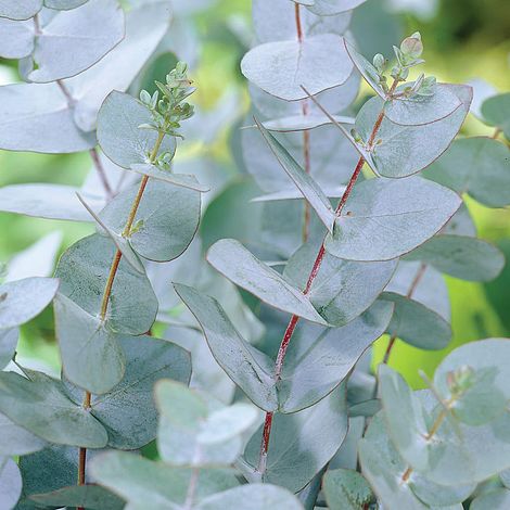 Eucalyptus gunnii